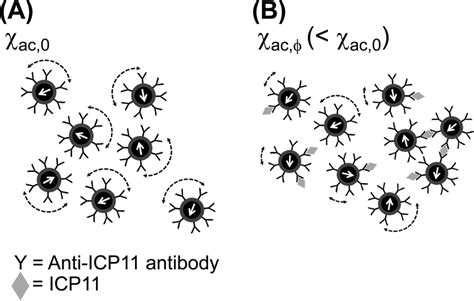 Overview Of Immunomagnetic Reduction Imr A Each Magnetic