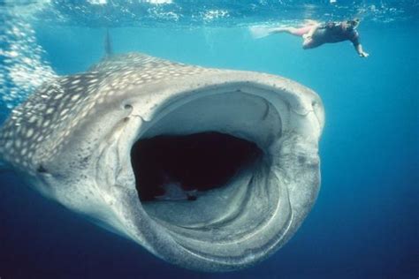 'Whale Shark and Snorkeller Mouth Open Feeding, 60ft Long' Photographic ...