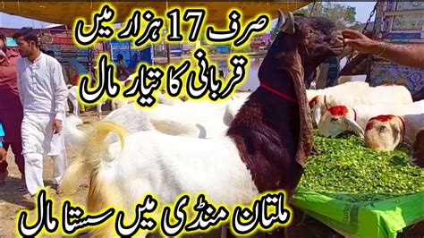 Multan Mandi Latest Update Today Routine Bakra Mandi Update Bakra