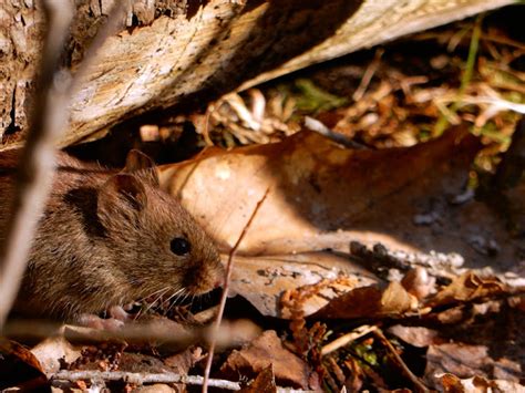 Southern Red Backed Vole Project Noah