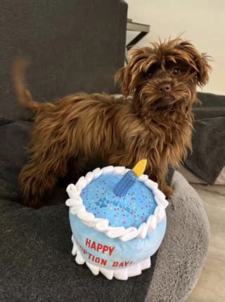 Cette Chienne Abandonn E Dans Un Tat D Plorable Est Sauv E De Justesse