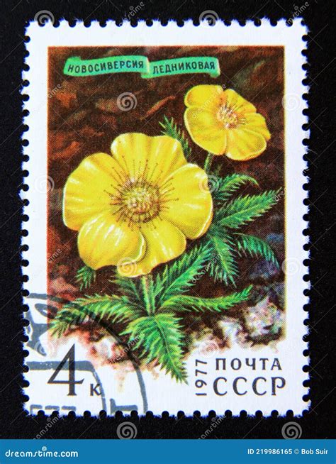 Postage Stamp Soviet Union Cccp Novosieversia Glacialis Flower