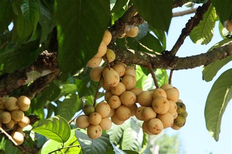 Лангсат Фрукт Фото — Картинки фотографии