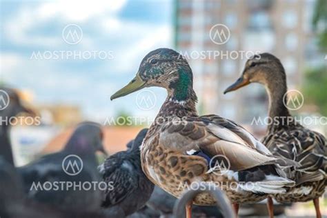 Siberian Mallard Duck On Th Av Evgeniy Medvedev Mostphotos