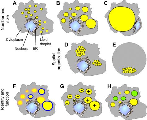 Plasticity Of Cellular Lipid Storage In Cells Lipid Droplets Are Download Scientific Diagram