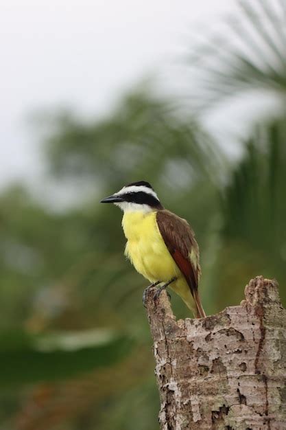 Un Oiseau à Tête Noire Et Corps Jaune Est Perché Sur Un Tronc Darbre