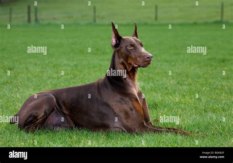 Doberman Pinscher Pincher Dobermann Canis Lupus Familiaris Lying