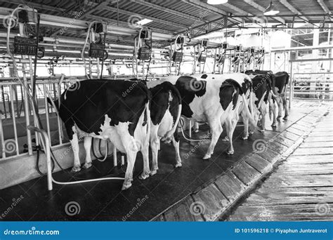 `farm Chokchai ` Thailand Cow Milking Facility Milking The Cow With