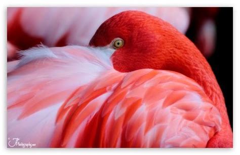 Red Flamingo wallpaper | Red flamingo, Flamingo wallpaper, Flamingo