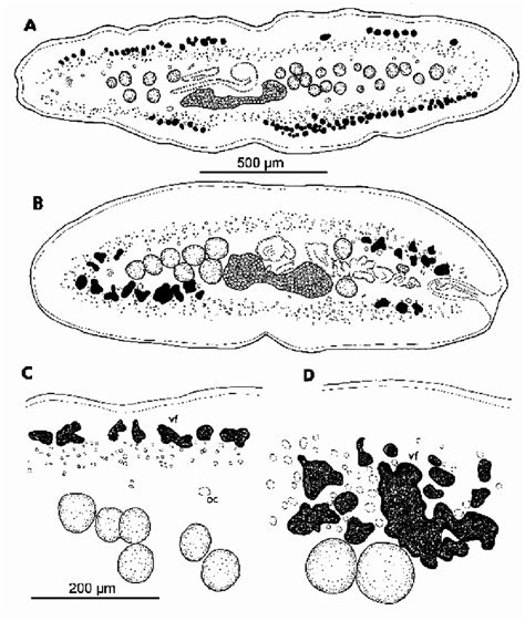 A C Eubothrium Fragile From Alosa Fallax B D Eubothrium Rugosum Download Scientific