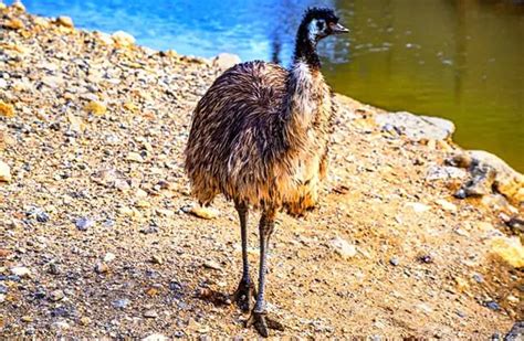 Emu - Description, Habitat, Image, Diet, and Interesting Facts