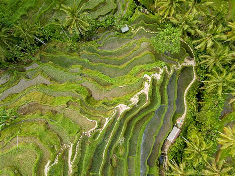 Aerial View Of Rice Terraces In Tegallalang Bali Indonesia Del