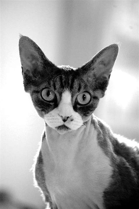 Devon Rex By Trappalanda On Deviantart