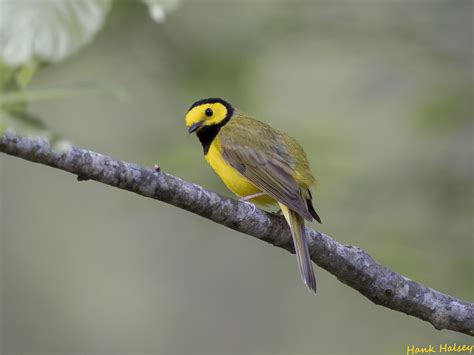 Hooded Warbler Hank Halsey Flickr