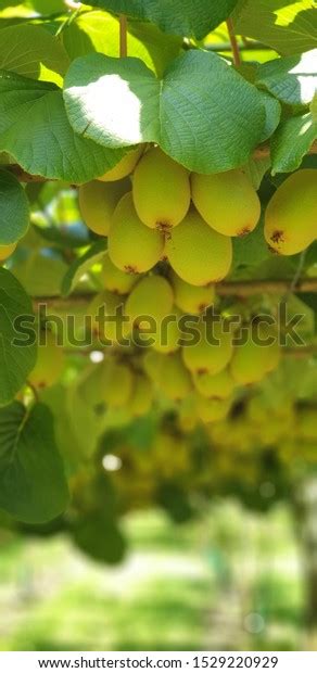 Kiwi Fruit Farming New Zealand Stock Photo 1529220929 Shutterstock