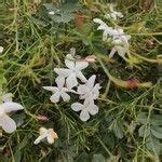 Jasminum Grandiflorum L Catalonian Jasmine World Flora Pl Ntnet