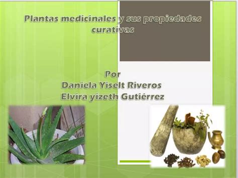 Plantas Medicinales Proyecto De Grado Ppt