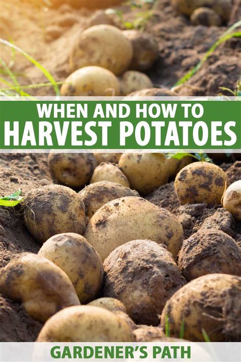 When And How To Harvest Homegrown Potatoes Gardeners Path Planting Potatoes Organic