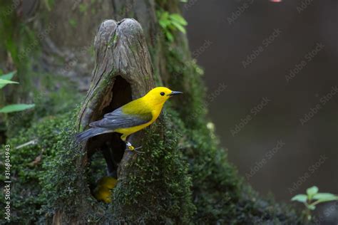 Prothonotary Warbler Stock Photo | Adobe Stock