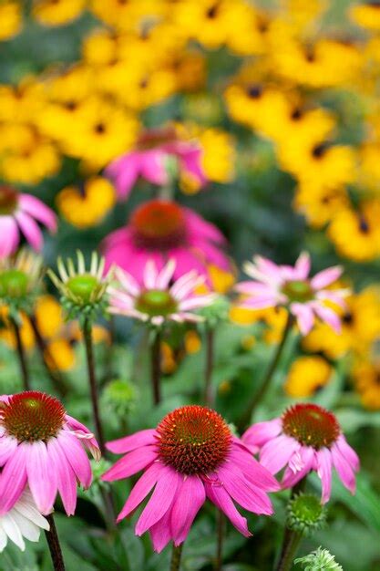 Premium Photo Beautiful Pink Coneflower Echinacea In The Garden