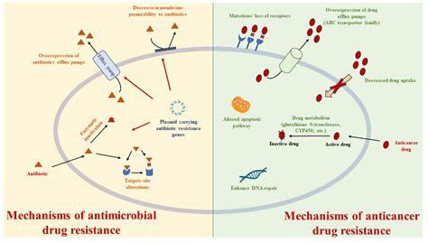 Molecules Free Full Text Multidrug Resistance Mdr A Widespread Phenomenon In