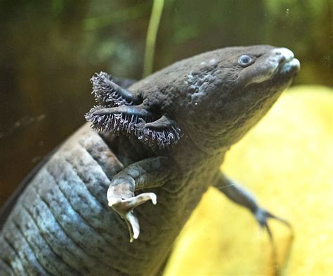 Nashville Zoo 08 27 2014 Axolotl 1 Axolotl Nashville Zoo Flickr