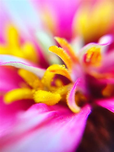 Free Images Blossom Sunlight Flower Petal Pollen Yellow Pink