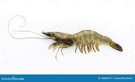 Pacific White Shrimp Litopenaeus Vannamei Fresh Isolated On White