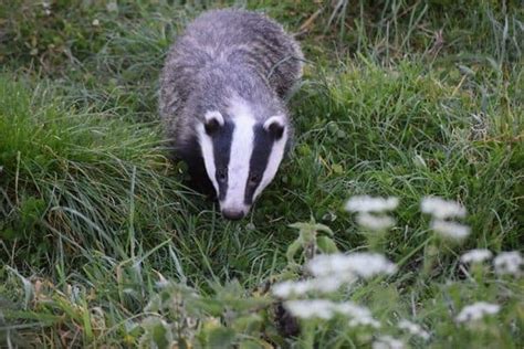 Badger Vs Wolverine (8 differences) - Wildlife Informer