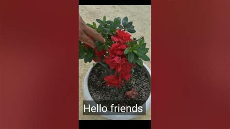 How To Grow Azalea Plant From Cuttings Youtube