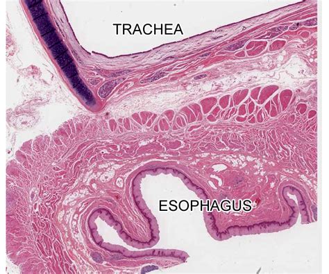 Epithelial Tissue and Mammary Gland | histology