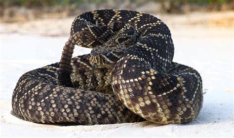 21 Different Types Of Rattlesnakes Agric4Profits