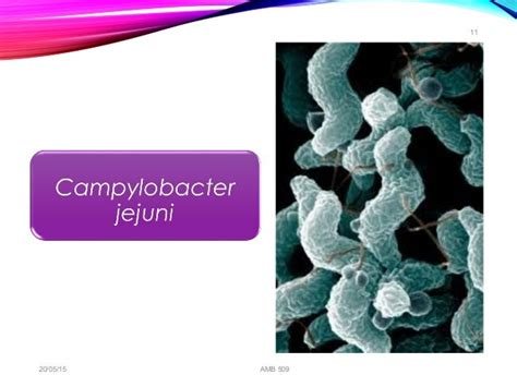 food spoilage bacteria