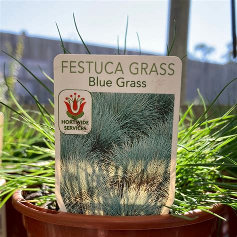 Festuca glauca 100mm – Yarra View Garden Centre