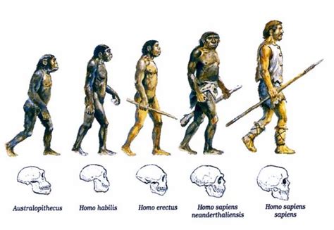 Evolucion Humana Fundaci N Para La Investigaci N En Psicoterapia Y