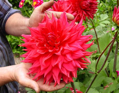 Dahlia Garden - Collections - MCBG Corp. 2025 | Fort Bragg, California