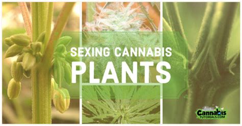 How To Sex Cannabis Plants Cannabis Tutorials