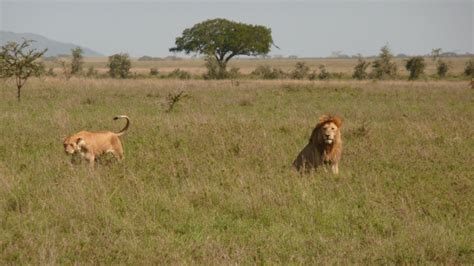 Troupe De Lion Safari Parc Du Serengeti Tanzanie Animaux Sauvages