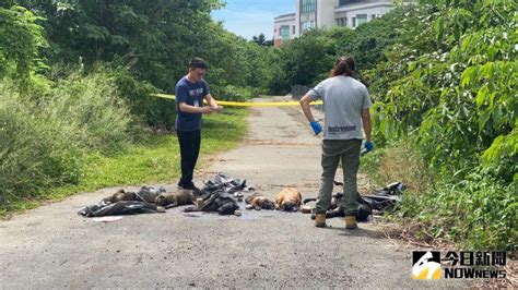 手段殘忍至極 7流浪犬疑遭毒殺陳屍馬路