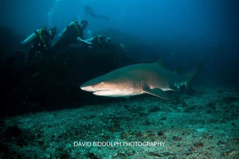 Shark Explorer Weekend North Stradbroke Island Gold Coast Dive