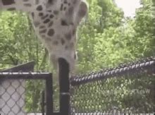 Giraffe Suck GIF – Giraffe Suck Bj – discover and share GIFs