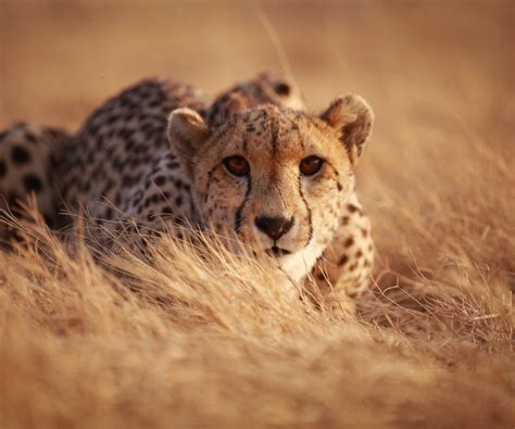 African Wildlife Conservation Centres | Best Wildlife Centres in Africa