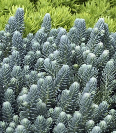 Очиток отогнутый купить с доставкой, 5.00руб.