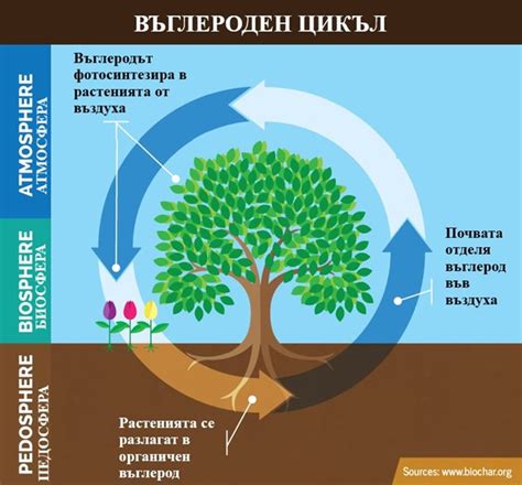 Въглеродният цикъл - балансът в природата | Български Фермер