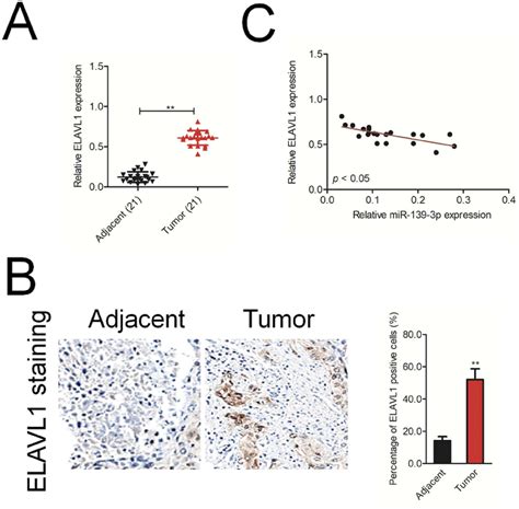 Elavl Expression Is Inversely Correlated With Mir P Level In