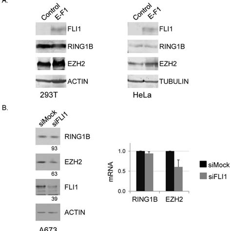 Ring1b Expression Is Independent Of Ewsr1 Fli1 A Ewsr1 Fli1 Was