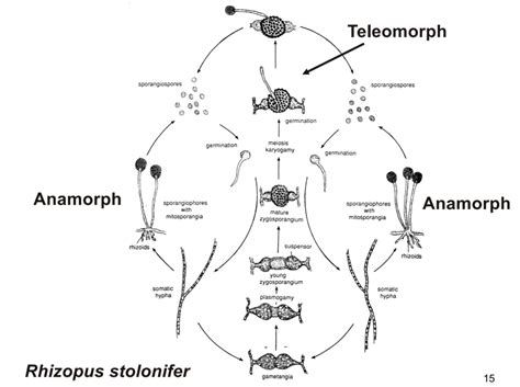 Phylum Zygomycota Life Cycle