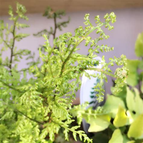 Dryopteris Dilatata Lepidota Cristata Broad Wood Fern In Gardentags