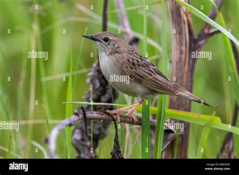 Sprinkhaanzanger Grasshopper Warbler Locustella Naevia Straminea