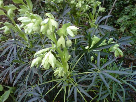 Gardener Man Helleborus Foetidus Stinking Hellebour